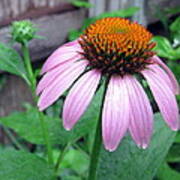 Echinacea After The Rain Art Print