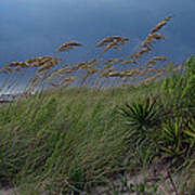 Edisto Oat Fields Art Print