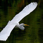 Egret And Gator Art Print