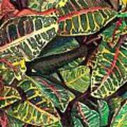 Elena's Crotons Art Print