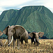 Elephant Country Art Print