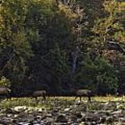 Elk Herd Crossing Buffalo National River Art Print