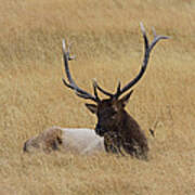 Elk In The Meadow Art Print