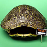 Empty Turtle Shell With For Sale Sign Art Print