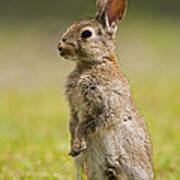 European Rabbit Oryctolagus Cuniculus Art Print