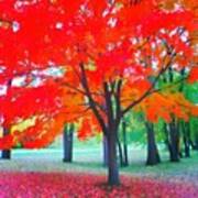 Fall Colors  #followme #ig #fotochoice Art Print