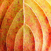 Fall Leaf Upclose Art Print