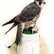 Feeding Falcon Art Print