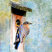 Female Eastern Bluebird At Nesting Box Art Print