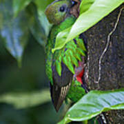 Female Quetzal At Nest Site Art Print