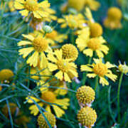 Field Of  Yellow Daisies Art Print