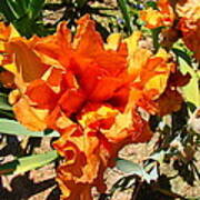 Flame Orange Iris Art Print
