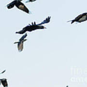 Flock Of Crows Art Print