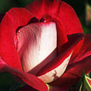 Floribunda Rose (rosa 'molly Mcgredy') Art Print