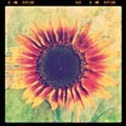 #flower #sunflower Art Print