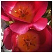 #flower #tulip Art Print