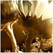 #flowers #sunlight #justbecause Art Print