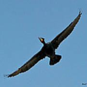 Flying Cormorant Art Print