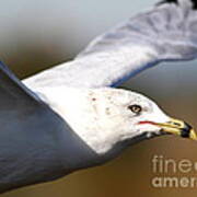 Flying Seagull Closeup Art Print