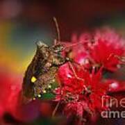Forest Bug - Pentatoma Rufipes Art Print