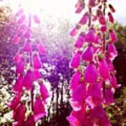 Foxgloves #outtodry Art Print