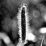 Foxtail In Black And White Art Print