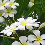 Fragrant White Plumeria Art Print