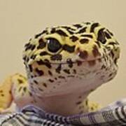 Freckles The Smiling Leopard Gecko Art Print