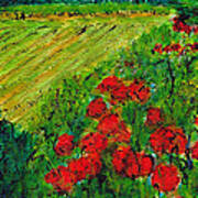 French Poppies No3 Art Print