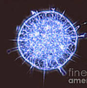 Freshwater Heliozoan Art Print