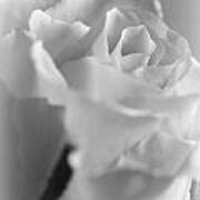 Friendship Rose In Black And White Art Print