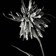 Frittilaria In Black And White Art Print