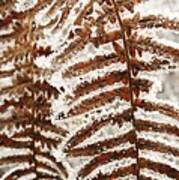 Frosty Fern Art Print