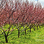 Fruit Orchard Art Print