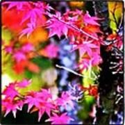 Fuchsia And Orange Maple Leaves Art Print