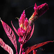 Fuchsia Plant Ii Art Print