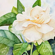 Gardenia Art Print