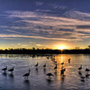 Geese On The Ice Art Print