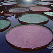 Giant Amazon Lily Pads Art Print