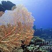 Giant Gorgonian Coral Art Print