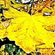 Giant Maple Leaf Art Print