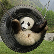 Giant Panda Ailuropoda Melanoleuca Cub Art Print