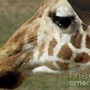 Giraffe Facial Shot Art Print