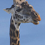 Giraffe Headshot Art Print