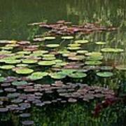 Giverny Lily Pads Art Print