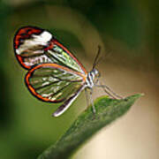 Glasswing Butterfly Art Print