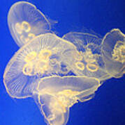 Glowing Jellyfish 3 Art Print
