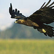 Golden Eagle Aquila Chrysaetos Flying Art Print