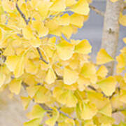 Golden Ginko Tree Art Print