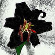 Gothic Lily Art Print